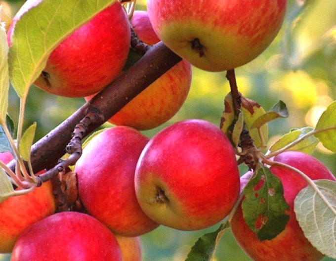 Jabloň ´Rubinola´ zima, podn. MM106, prostok.