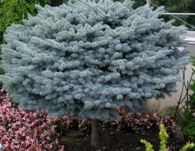 Smrk pichlavý Glauca Globosa na kmínku