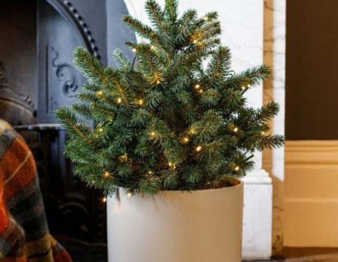 Smrk pichlavý 40/60 cm, kont.