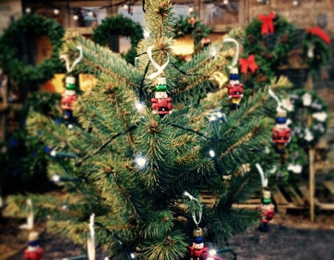 Smrk pichlavý 60/80 cm, kont.