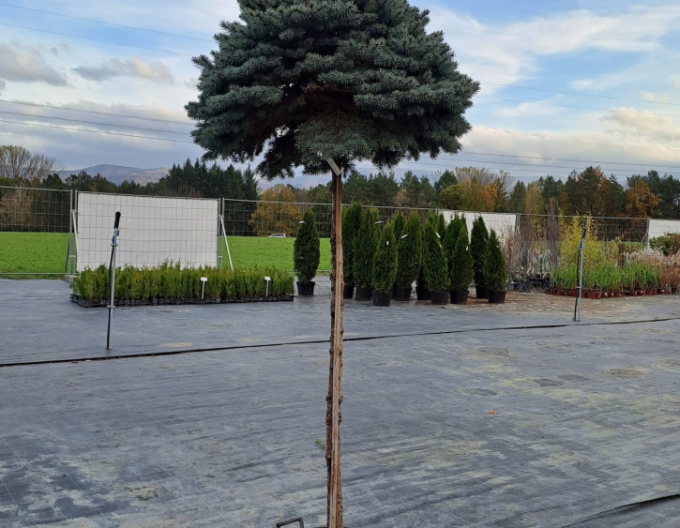 Smrk pichlavý Glauca Globosa na kmínku
