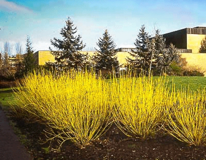 Svída bílá "FLAVIRAMEA" 10l