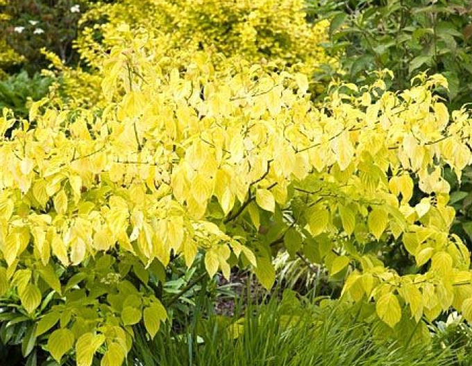 Svída bílá  Aurea