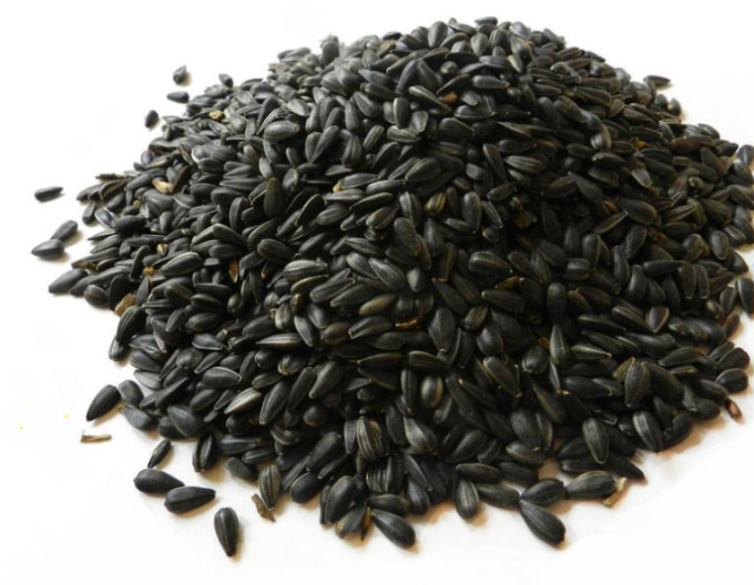 Forestina slunečnice černá - krmná 25kg