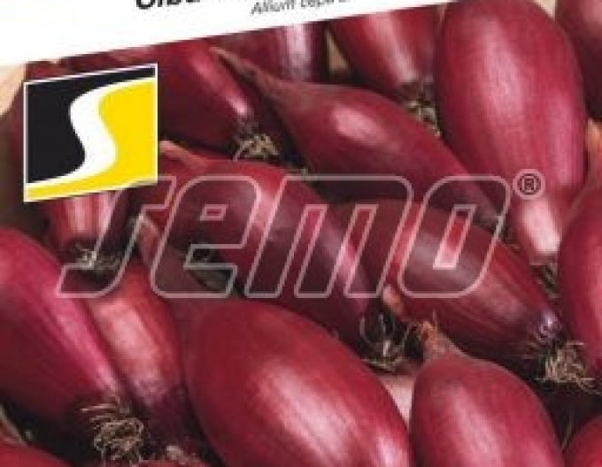 Semo jarní cibulka Carminka