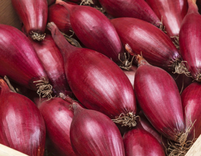 Semo jarní cibulka Carminka