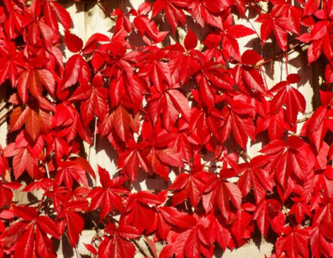 Přísavník pětilistý, loubinec