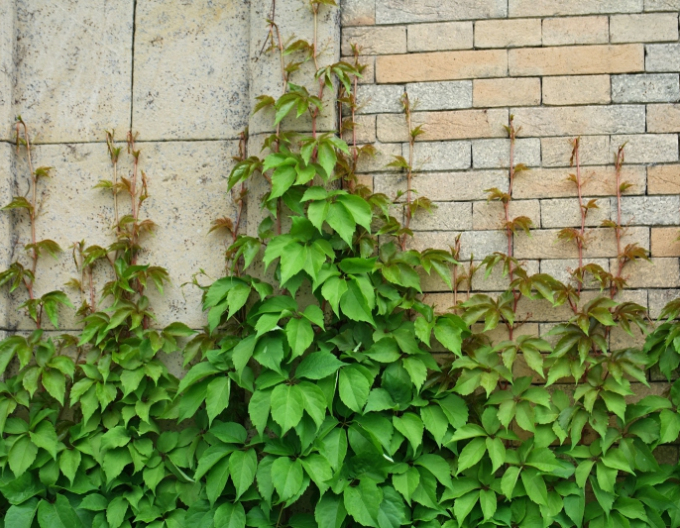 Přísavník pětilistý, loubinec