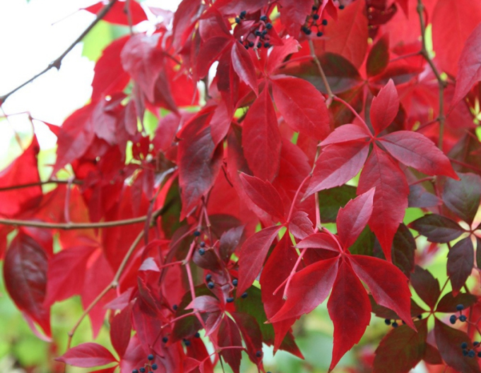 Přísavník pětilistý, loubinec