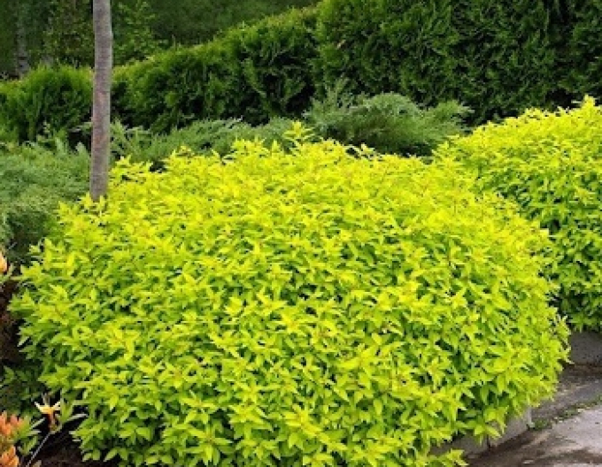 Tavolník japonský Golden Princess