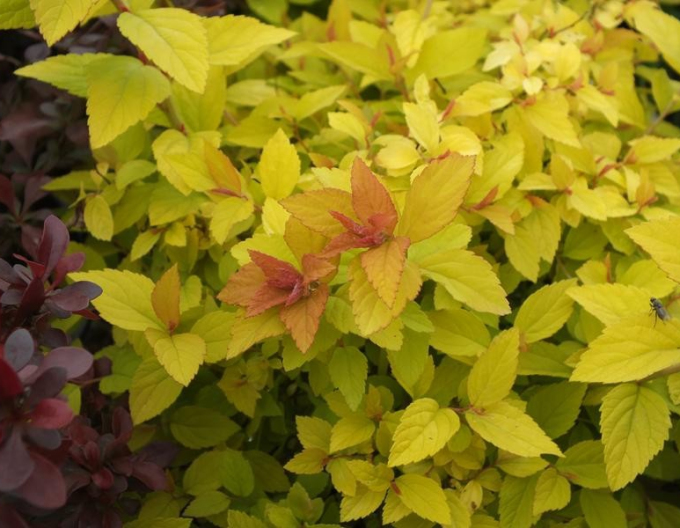 Tavolník japonský Golden Princess