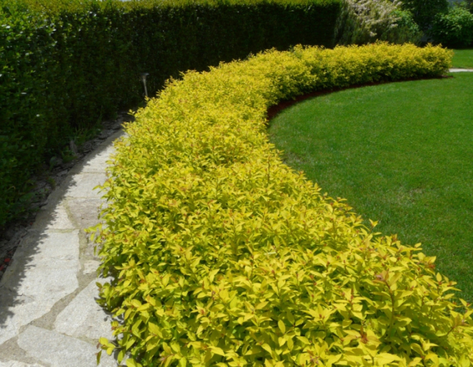 Tavolník japonský Golden Princess