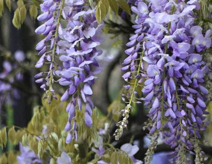 Kvetoucí vistárie Issai