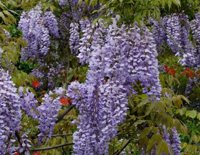 Čínská vistárie Caroline