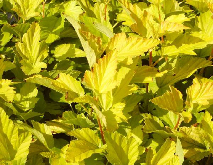 Tavola kalinolistá ’Dart’s Gold’