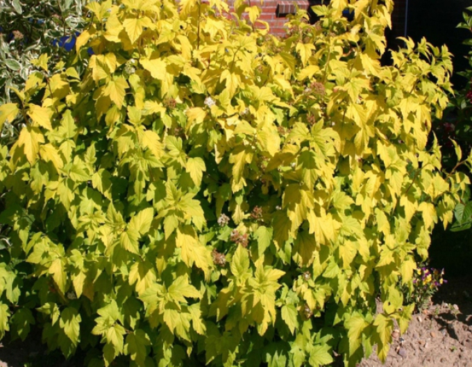 Tavola kalinolistá ’Dart’s Gold’