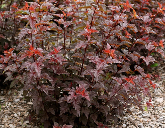 Tavola kalinolistá "Lady in Red"