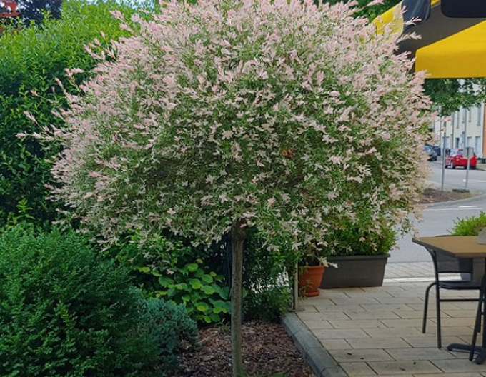 Japonská vrba Hakuro-Nishiki na kmínku 150cm