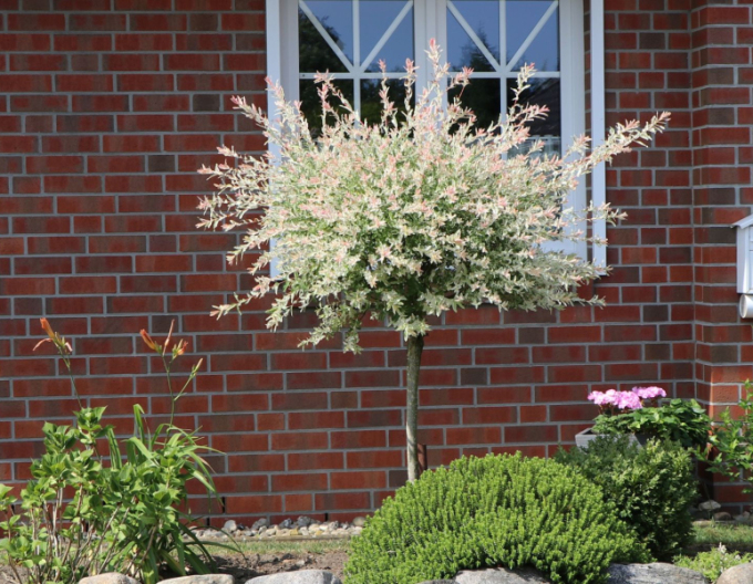 Japonská vrba Hakuro-Nishiki na kmínku 150cm