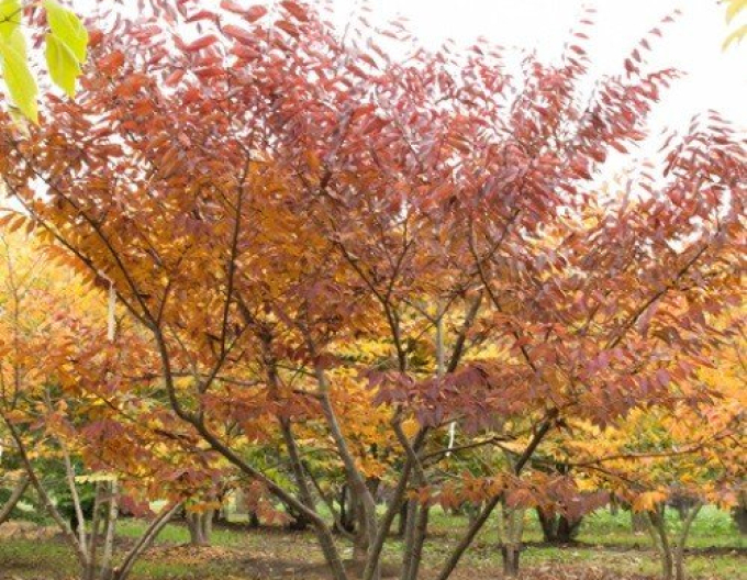 Zelkova serrata (Zelkova serrata)