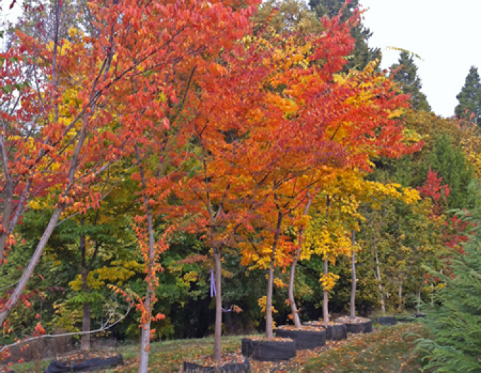 Zelkova serrata (Zelkova serrata)