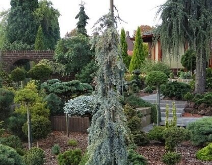 Cedr libanonský Atlantica La Fontaine