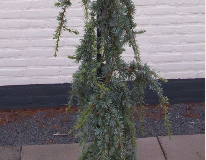 Cedr libanonský Atlantica La Fontaine