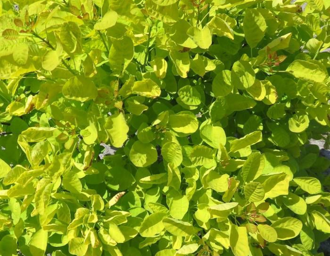 Ruj vlasatá ´Golden Lady´