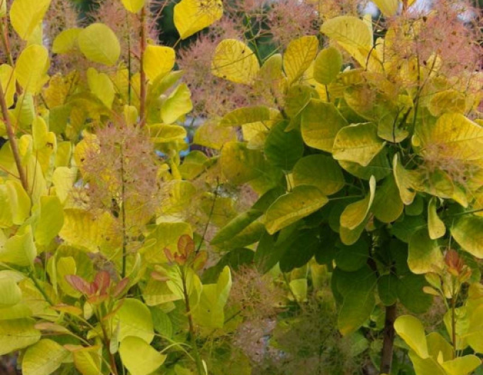 Ruj vlasatá ´Golden Lady´