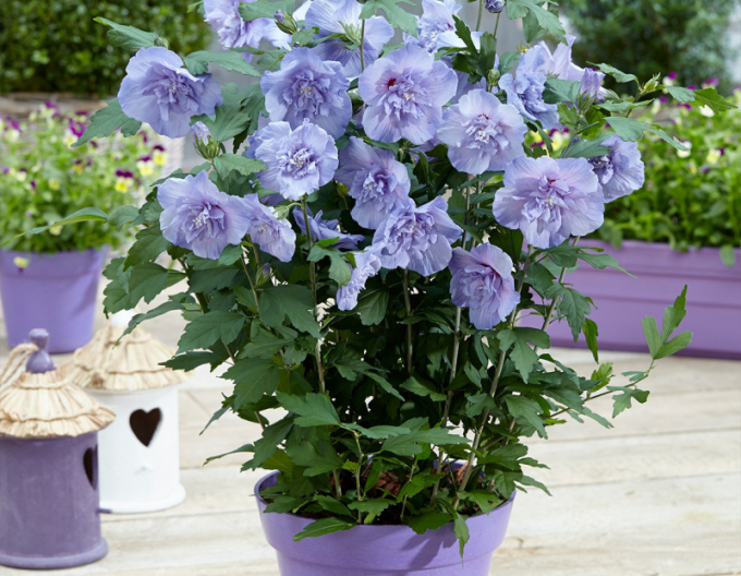 Syrský ibišek Blue Chiffon