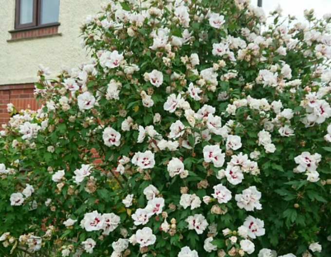 Ibišek syrský Lady Stanley