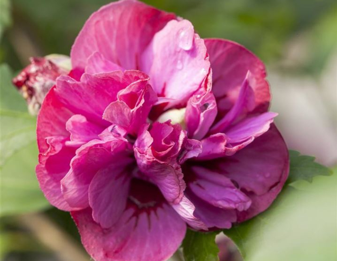 Ibišek syrský  Duc De Brabant