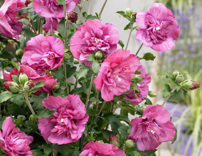 Ibišek syrský  Duc De Brabant