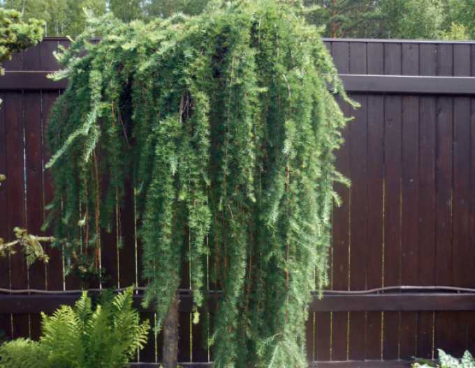 Opadavý modřín  (japonský) ´Varley Pendula´ na kmínku