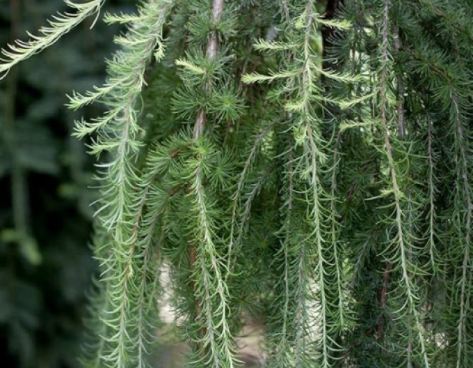 Opadavý modřín  (japonský) ´Varley Pendula´ na kmínku