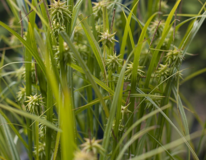 Ostřice "Gray´s sedge"
