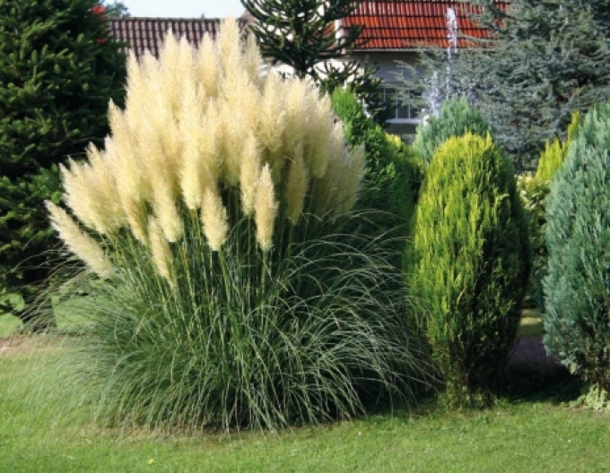 Pampová tráva  ´Evita´