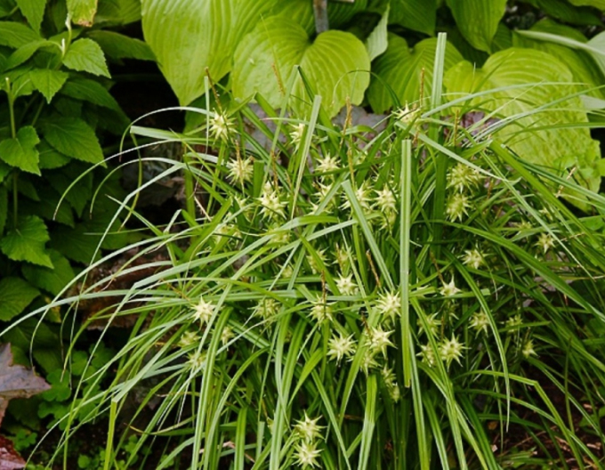 Ostřice "Gray´s sedge"
