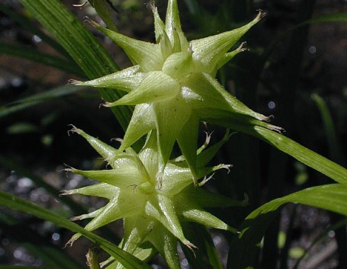 Ostřice "Gray´s sedge"