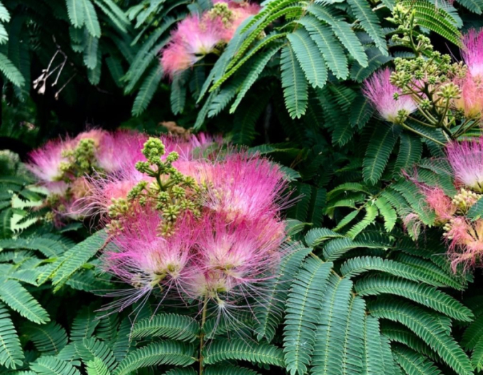 Albizia růžová 125 - 150cm