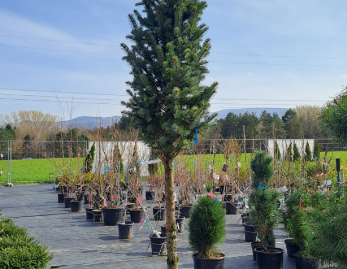 Smrk pichlavý ´Iseli Fastigiate´ na kmínku