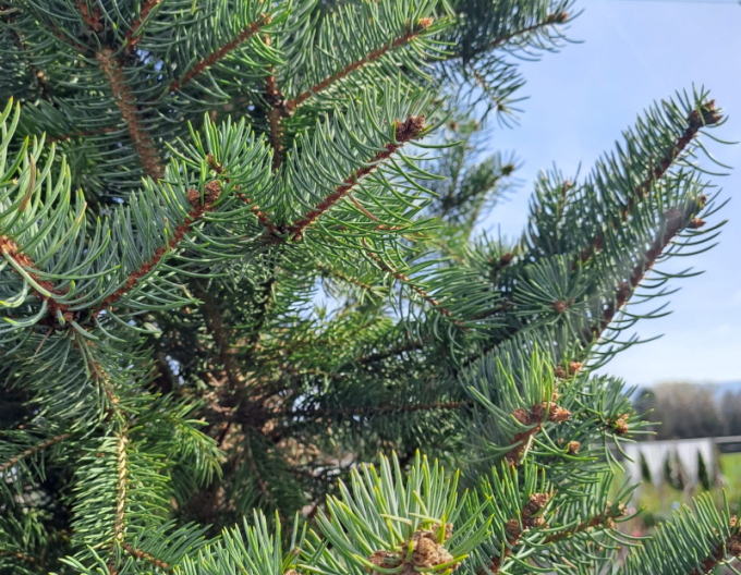 Smrk pichlavý ´Iseli Fastigiate´ na kmínku