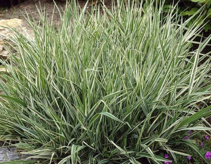 Chrastice rákosovitá ´Picta´