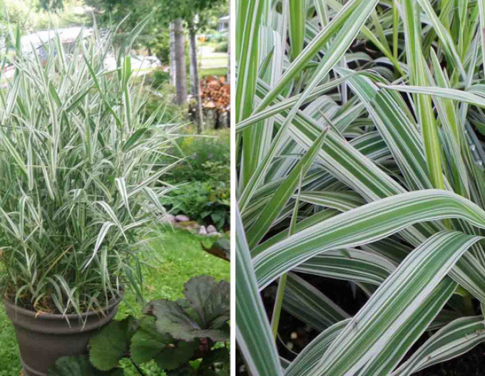 Chrastice rákosovitá ´Picta´