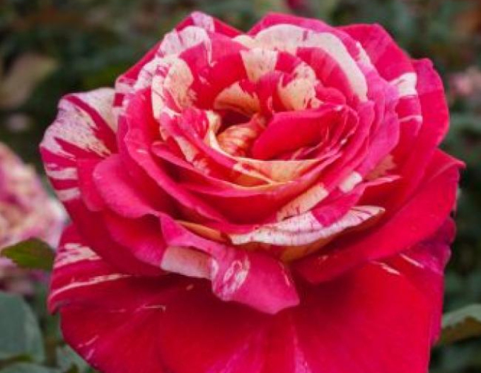 Stromková růže Papageno