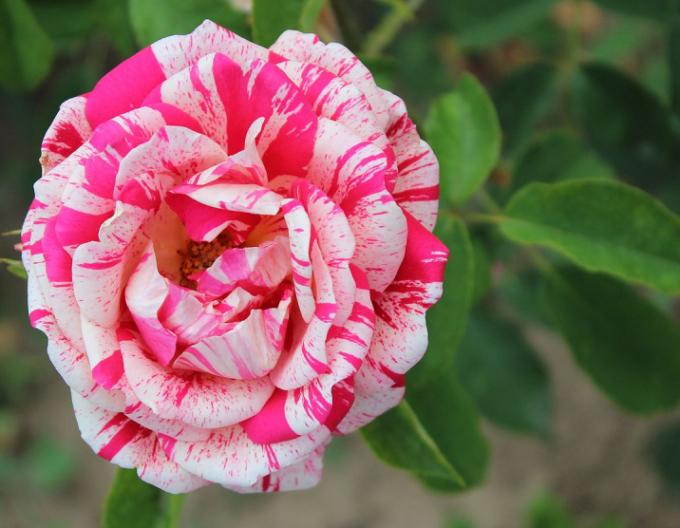 Stromková růže Papageno