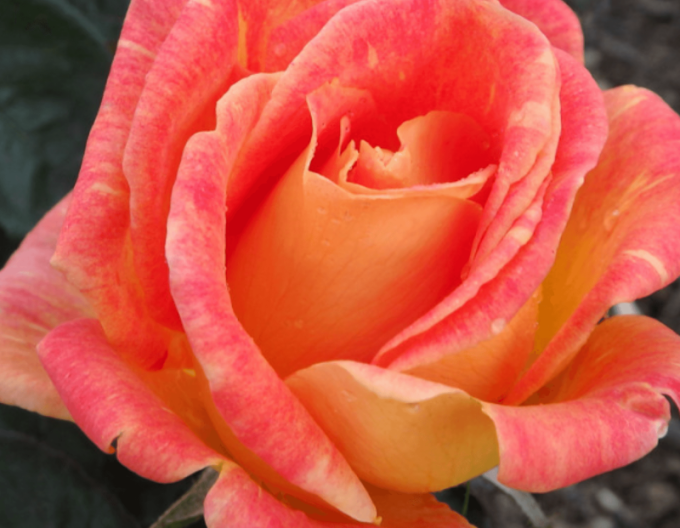 Stromková růže Harry Wheatcroft