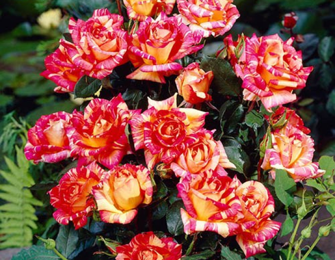 Stromková růže Harry Wheatcroft