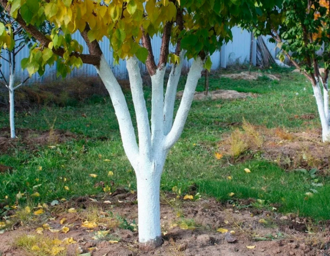 Biovita Vápno na bělení stromů a keřů kbelík 1kg