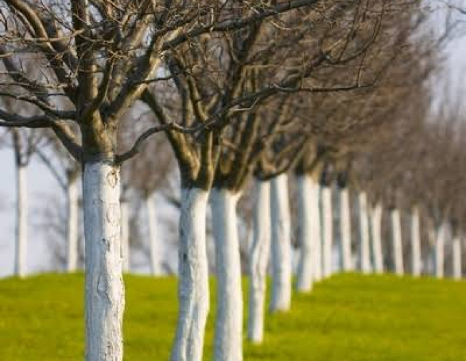 Biovita Vápno na bělení stromů a keřů kbelík 1kg